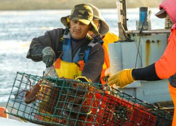 Noviembre marca inicio de vedas y apertura de capturas de diversas especies marinas y dulceacuícolas