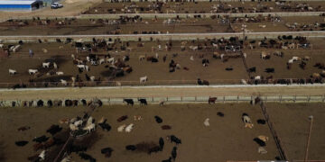 Ganaderos de la frontera norte resienten el bloqueo de EE.UU. por el gusano barrenador