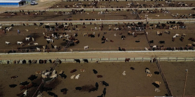 Ganaderos de la frontera norte resienten el bloqueo de EE.UU. por el gusano barrenador