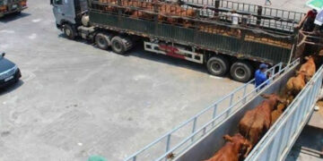 Confirman cierre de fronteras a la exportación de ganado