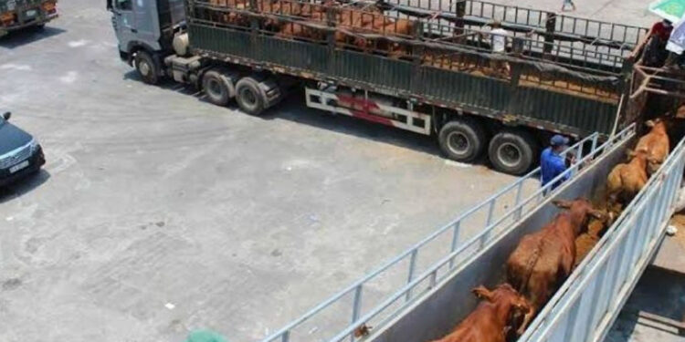 Confirman cierre de fronteras a la exportación de ganado