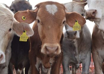 México y EE.UU. Refuerzan Inspección Sanitaria para Reactivar Exportaciones Ganaderas