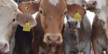 México y EE.UU. Refuerzan Inspección Sanitaria para Reactivar Exportaciones Ganaderas