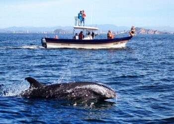 El Museo Nacional de la Ballena da el banderazo oficial para el inicio de la temporada de observación de ballenas 2024-2025 en Mazatlán