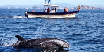 El Museo Nacional de la Ballena da el banderazo oficial para el inicio de la temporada de observación de ballenas 2024-2025 en Mazatlán