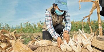 Crisis en la producción de Maíz en México: Importaciones alcanzan máximos históricos