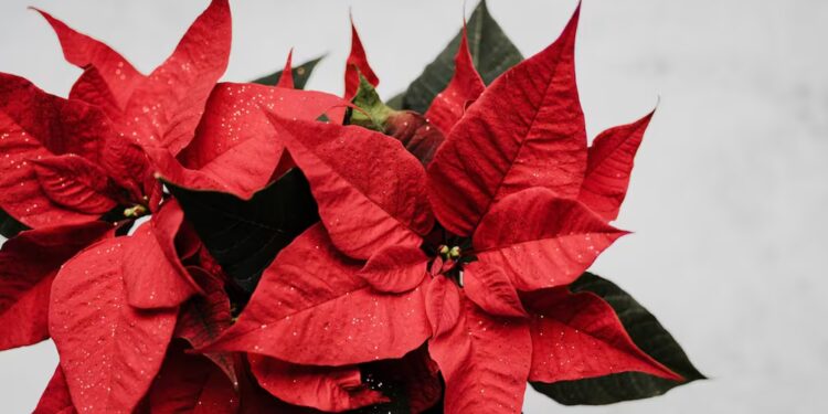 Día Nacional de la Nochebuena: ¿por qué se celebra el 8 de diciembre?
