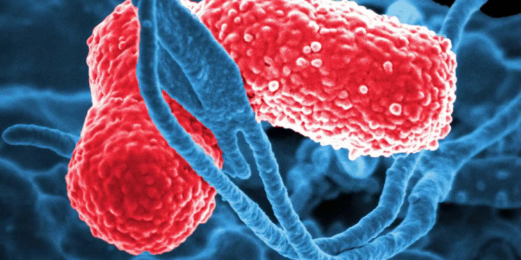 Sheinbaum anuncia investigación por bacteria que mató a menores en hospitales del Edomex