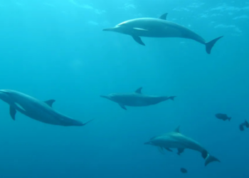 Delfines del Golfo de México dan positivo a fentanilo