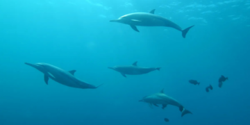 Delfines del Golfo de México dan positivo a fentanilo