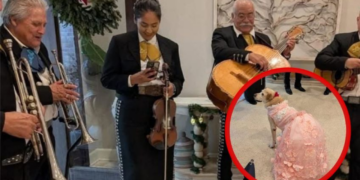 Celebran los 15 años de una perrita con vestido de gala y mariachi