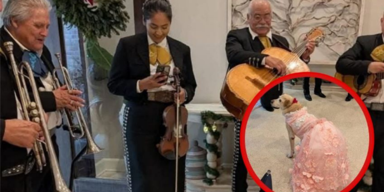 Celebran los 15 años de una perrita con vestido de gala y mariachi