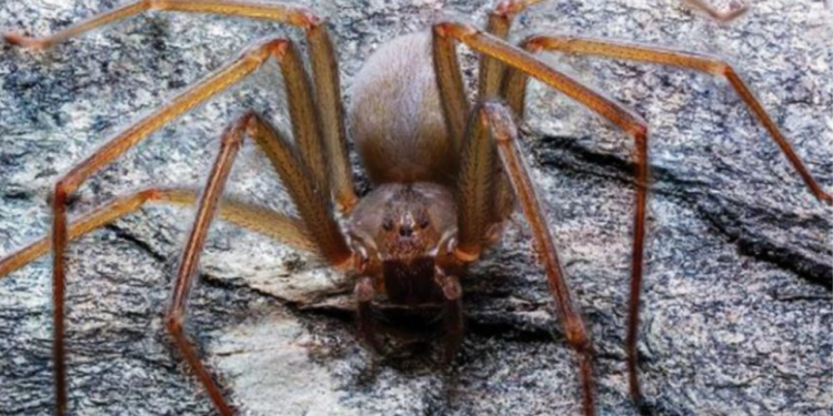Turista de Puebla es mordido por araña violinista y encuentra antídoto en 90 mil pesos