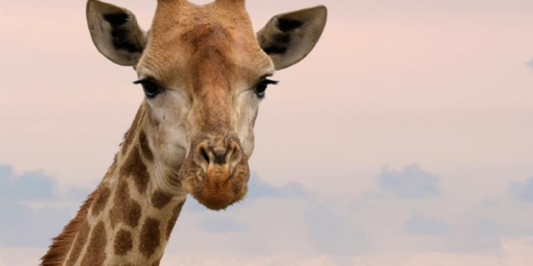 “Desaparece” jirafa del Zoológico de Culiacán