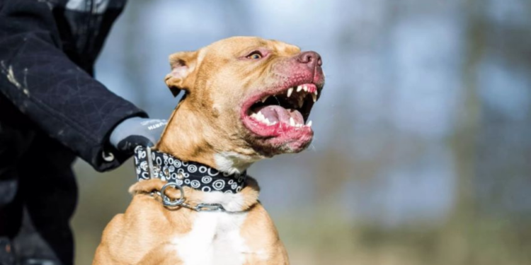 Dos perros asesinan a niño de cuatro años de edad en plena Navidad
