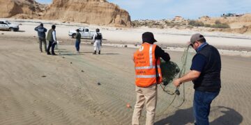 Conapesca avanza en la protección de la vaquita marina y combate la pesca ilegal