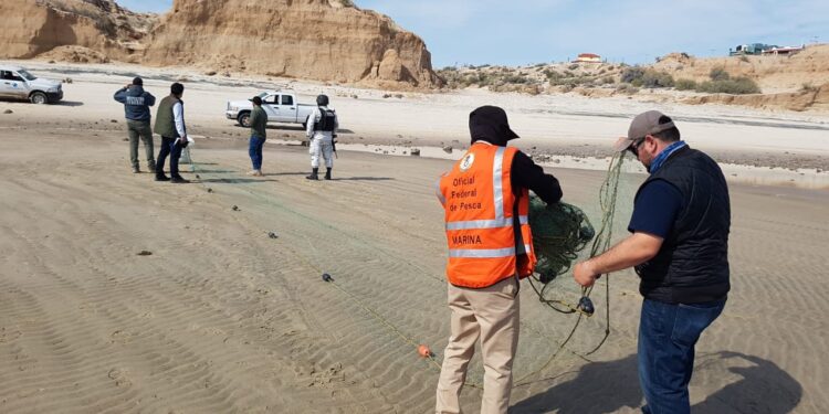 Conapesca avanza en la protección de la vaquita marina y combate la pesca ilegal
