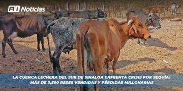 La Cuenca Lechera del Sur de Sinaloa Enfrenta Crisis por Sequía: Más de 3,500 Reses Vendidas y Pérdidas Millonarias