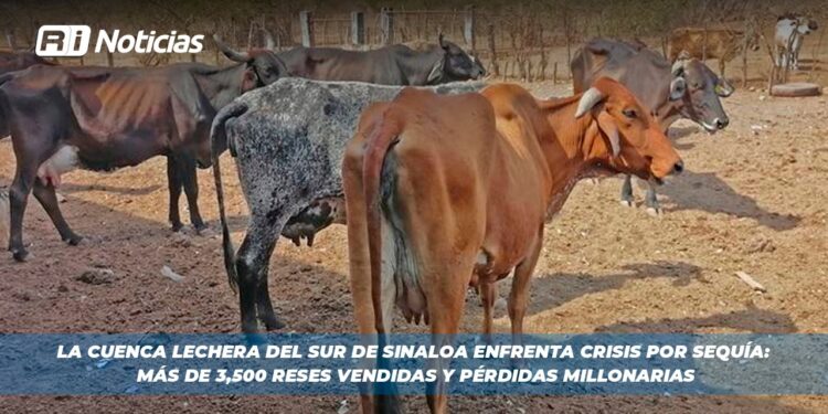 La Cuenca Lechera del Sur de Sinaloa Enfrenta Crisis por Sequía: Más de 3,500 Reses Vendidas y Pérdidas Millonarias