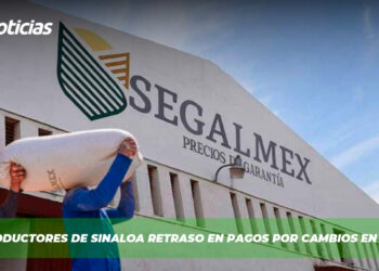 Temen productores de Sinaloa retraso en pagos por cambios en SEGALMEX