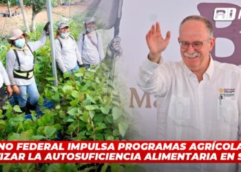 Gobierno federal impulsa programas agrícolas para garantizar la autosuficiencia alimentaria en Sinaloa