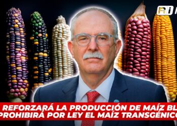México reforzará la producción de maíz blanco y prohibirá por ley el maíz transgénico