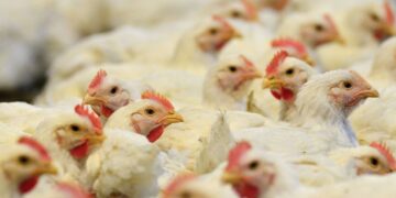 Senasica urge a reforzar bioseguridad en granjas para mantener estatus libre de influenza aviar AH5N1