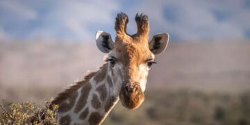 Investigan presunta desaparición de una jirafa en el Zoológico de Culiacán