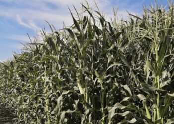 México enfrenta escasez de producción de Maíz: Se estima 25.1 millones de toneladas en 2024