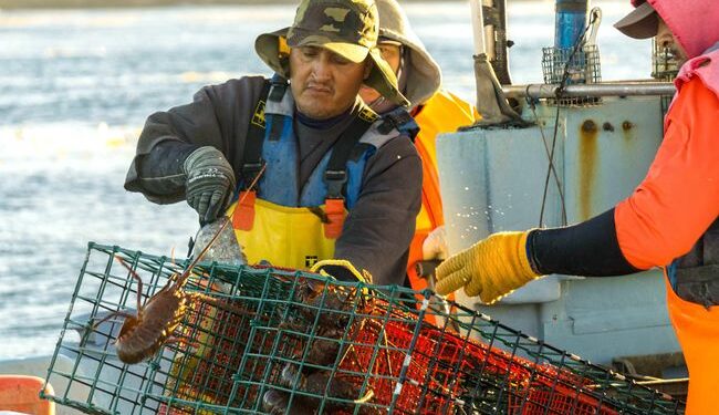 Veda temporal de especies de Pulpo y Almeja generosa inicia en Enero de 2025