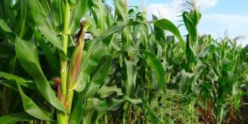 INTA San Luis Revela Claves para Optimizar el Uso del Agua en la Siembra de Maíz