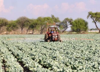 Enfrenta sector agropecuario panorama crítico en 2025