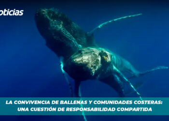 La convivencia de ballenas y comunidades costeras: Una cuestión de responsabilidad compartida
