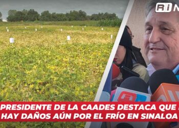 El presidente de la CAADES destaca que no hay daños aún por el frío en Sinaloa