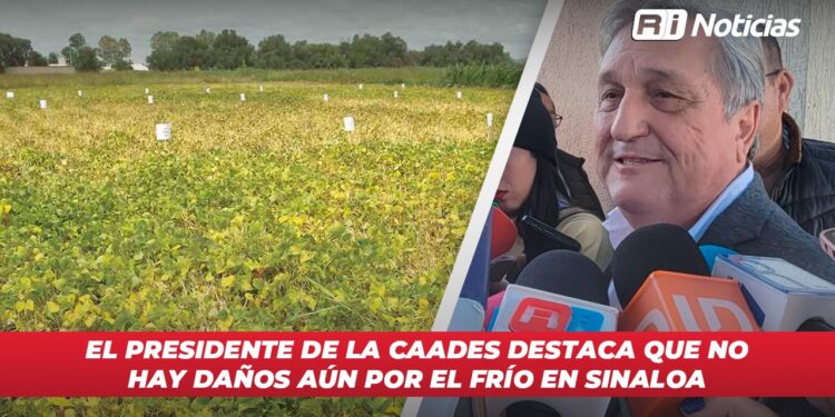 El presidente de la CAADES destaca que no hay daños aún por el frío en Sinaloa