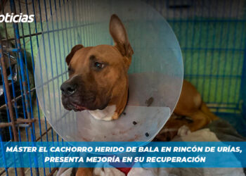 Máster el cachorro herido de bala en Rincón de Urías, presenta mejoría en su recuperación