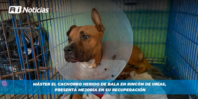 Máster el cachorro herido de bala en Rincón de Urías, presenta mejoría en su recuperación
