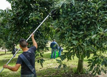 Gobierno de México lanza programa de agroexportaciones sustentables y con trabajo formal