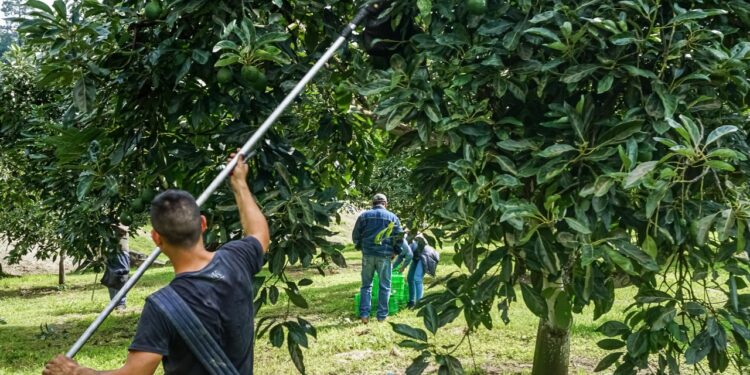 Gobierno de México lanza programa de agroexportaciones sustentables y con trabajo formal