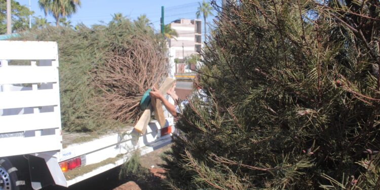 ¿Qué hacer si tienes un Pino de Navidad Natural?; Entérate aquí lo puedes llevar a tirar