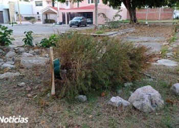 Servicios Públicos alcanza el 32% de captación de árboles de nacida en comparación al año pasado