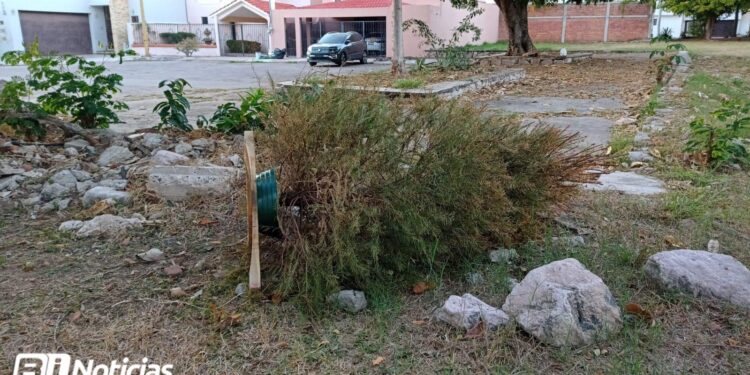 Servicios Públicos alcanza el 32% de captación de árboles de nacida en comparación al año pasado