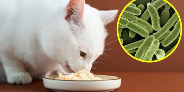 Autoridades ALERTAN por famosa MARCA de COMIDA PARA GATO contaminada con salmonela, podría enfermar a tu mascota