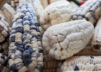 La Ciudad de México declarada libre de maíz transgénico