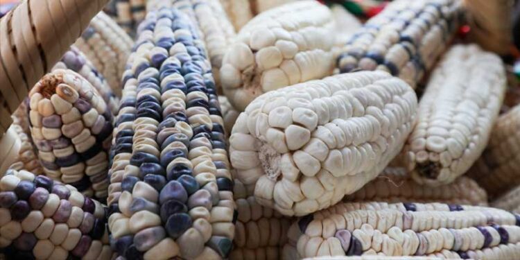 La Ciudad de México declarada libre de maíz transgénico