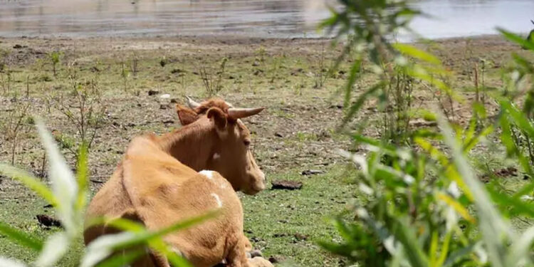 En lo que va de 2025, lluvias con déficit de 10.24%; las 210 principales presas con 59% de llenado