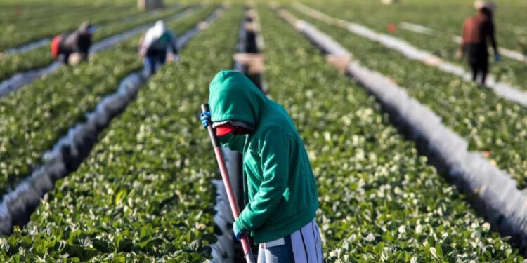 El presidente de Caades destaca los problemas y esfuerzos para superar la crisis agrícola en Sinaloa