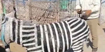 Zoológico chino provoca indignación al hacer pasar a burritos pintados como cebras