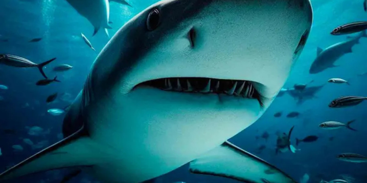 Turista pierde ambas manos al intentar tomarse una foto con un tiburón