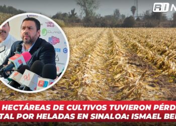 Mil hectáreas de cultivos tuvieron pérdida total por heladas en Sinaloa: Ismael Bello
